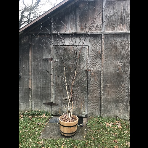 Winter Birch - Themed Rentals - authentic winter birch in planter